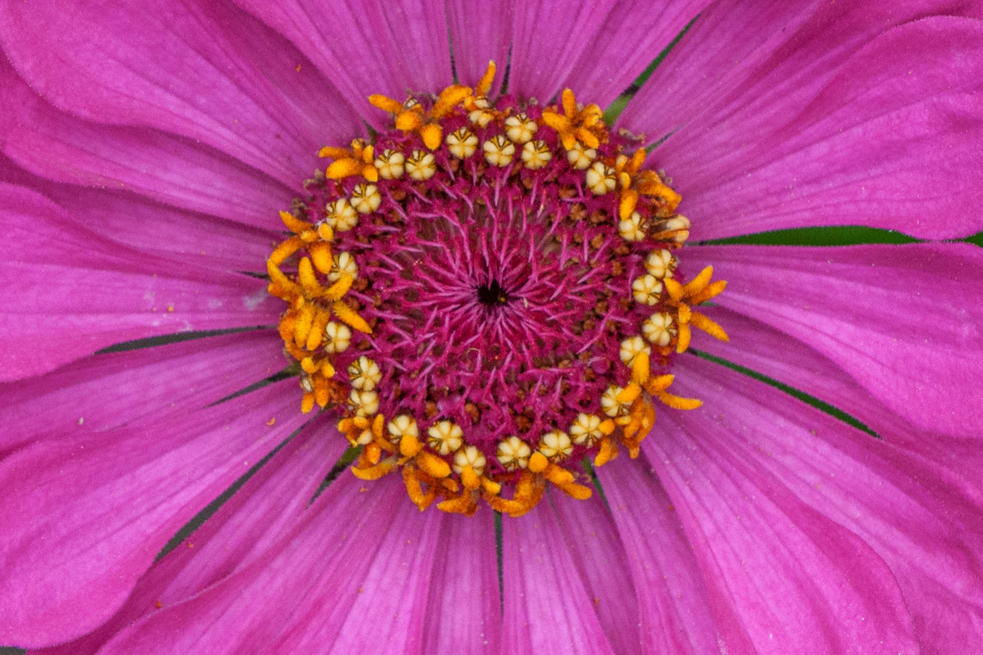 Zinnia flower face-on, pink petals radiating from orange and crimson centre